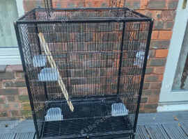 Tamed Peachfaced female lovebird and big cage