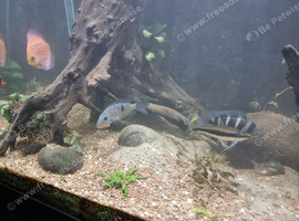 Various fish for sale