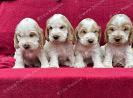 Show type cocker spaniel pups