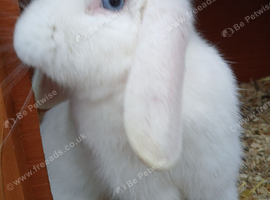 Male white rabbit with blue eyes