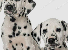 Dalmation pupps