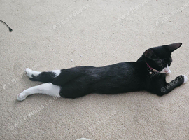 Very friendly male kitten four months old