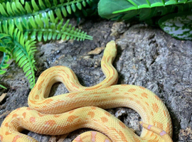 Meeka Albino Sonoran Gopher Snake at Birmingham Reptiles