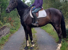 16.2h 4 year old black Irish sport horse gelding