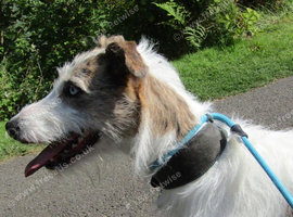 Wheaton bull grey lurcher
