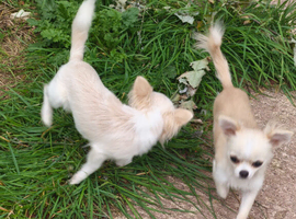 Urgent sale 2 male chihuahuas