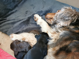 KC registered show cocker spaniels
