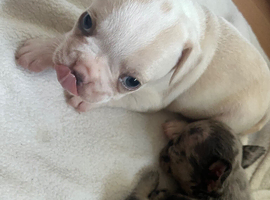 French bulldog puppies ready now for new family