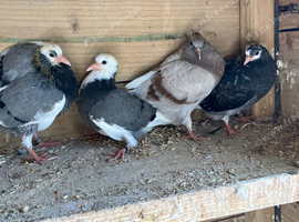 Young rollers for sale