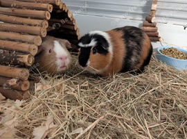 Two lovely boy guinea pigs