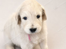 Goldendoodles available