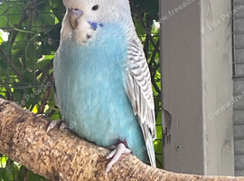 Baby budgies