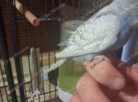 Budgie