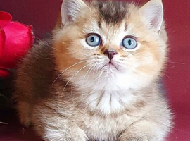 READY TO RESERVE Stunning golden shaded male British shorthair kitten