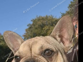 French Bulldog Kc reg Dna tested Clear
