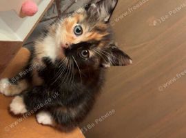 Female kitten for sale