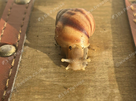 Giant African Land Snails (2 for &pound;5)
