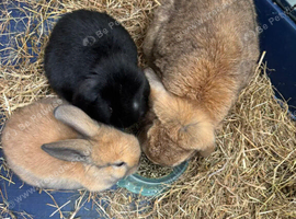 Two Gorgeous Mini Lop Babies