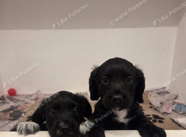 Cocker Spaniel Girls