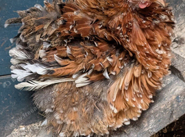 Various chickens for sale