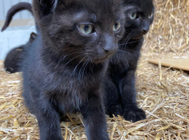 2 gorgeous black kittens