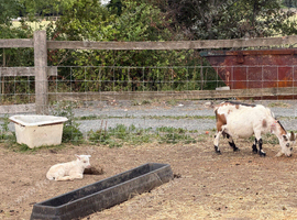4 Pigmy nanny&rsquo;s in kid, 1 pigmy nanny & kid at foot