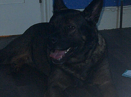 Dog for sale