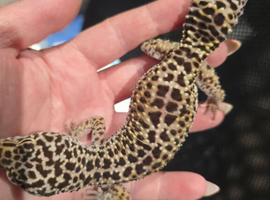 Adult female leopard gecko