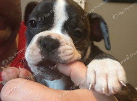 Blue blood American bulldog
