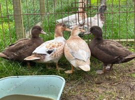 Call Duck pairs various prices