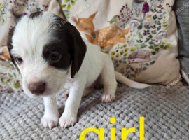 Beautiful Cocker Spaniel Puppies &ndash; Ready for Loving Homes