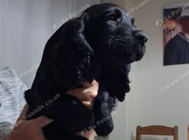 Cocker Spaniel