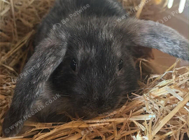 Mini Lops Purebred | Rabbit Babies