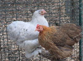 Trio of pekin bantam hens