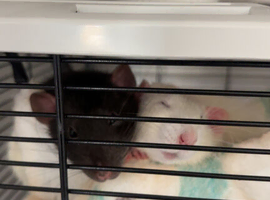 2 male 5 month old rats.