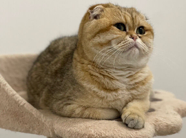 ***Scottish fold Female***