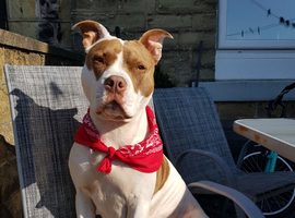 Dotty is needing a beautiful stud, for her first litter!