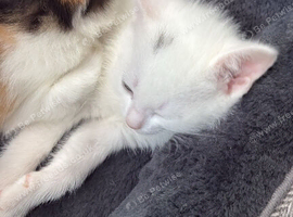 3 male kittens