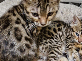 Bengal kittens