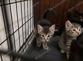 Gorgeous X Bengal, female and male kittens