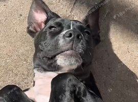 Presa canario x Cane corso 6month old male