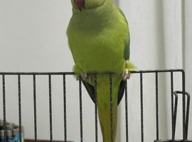 Baby green ring neck talking parrot