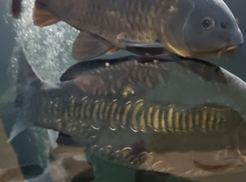Carp for sale