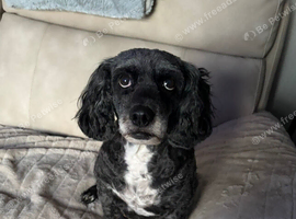 8 year old Cockapoo female