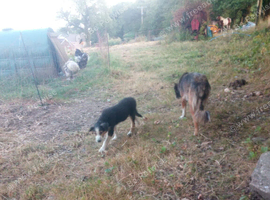 3 Welsh Sheepdog Male Pups for sale