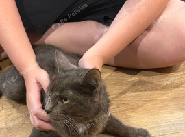 British blue shorthair cross