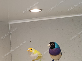 Cock gouldian finch