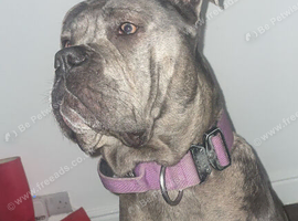 Ada Merle cane corso LOOKING FOR STUD