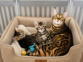 Tica Bengal kittens
