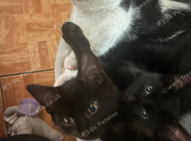 10 week old female kittens ready now 3 left to go